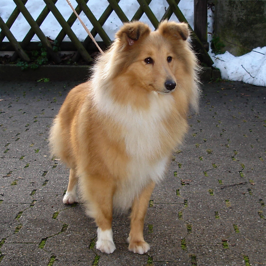 Thara